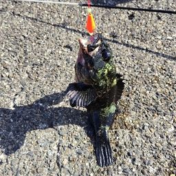 ムラソイ