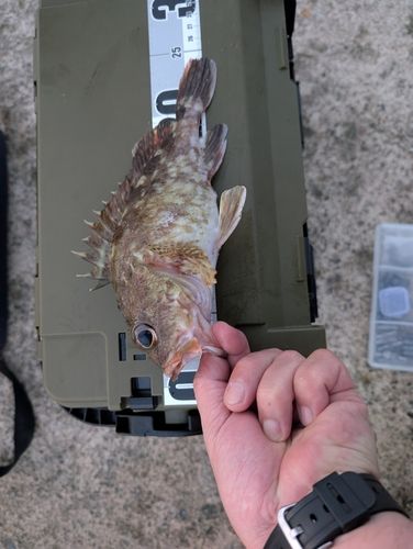 カサゴの釣果