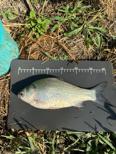 ヘラブナの釣果