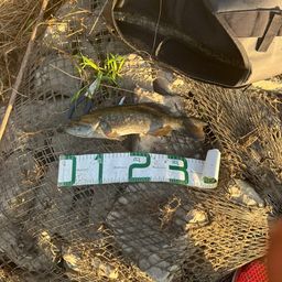 スモールマウスバス