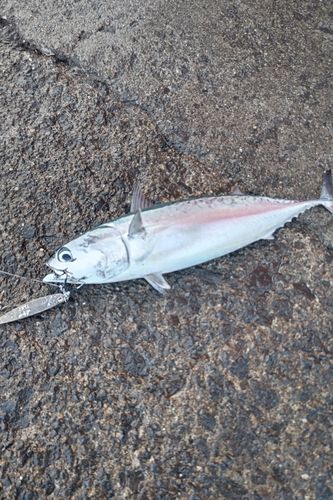 ソウダガツオの釣果