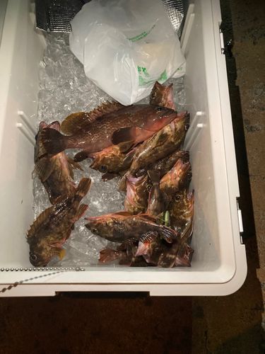 キジハタの釣果