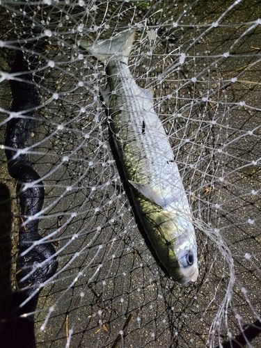 ボラの釣果