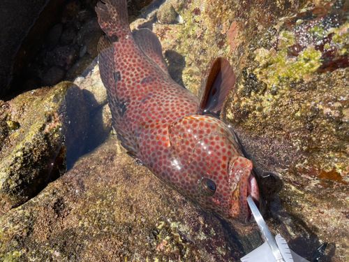 ノミノクチの釣果