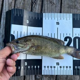 スモールマウスバス