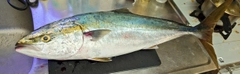 ワラサの釣果
