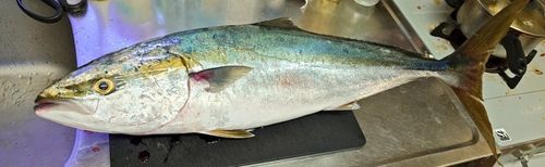 ワラサの釣果