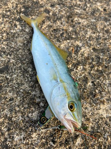 コズクラの釣果