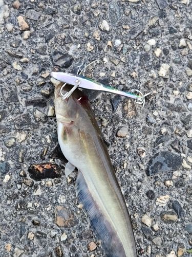 ニホンナマズの釣果