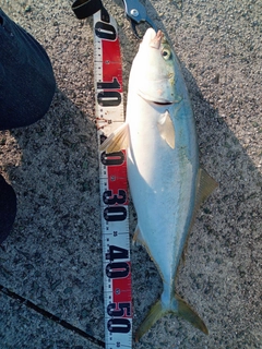 ヤズの釣果