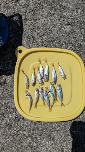 アジの釣果