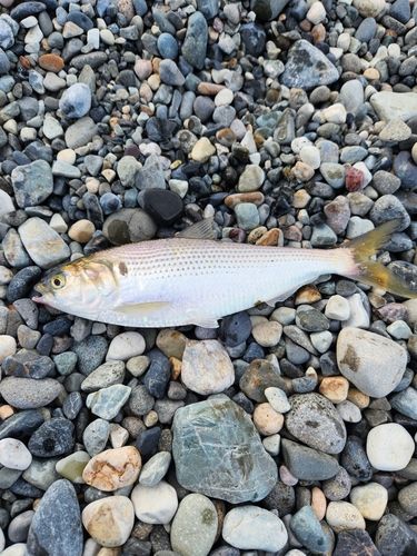 コノシロの釣果