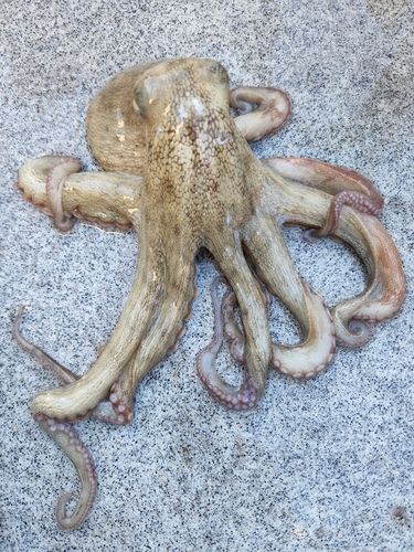 マダコの釣果