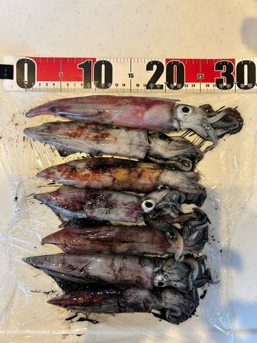 ケンサキイカの釣果