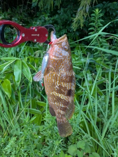 キジハタの釣果