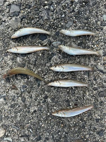 キスの釣果