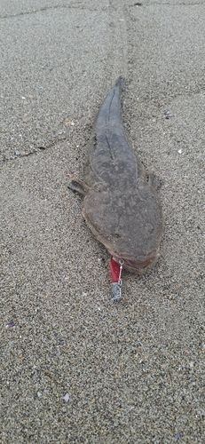マゴチの釣果