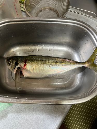 オニアジの釣果