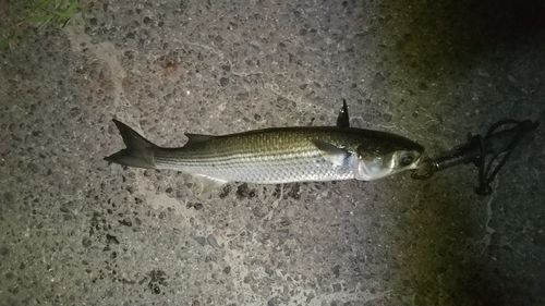 ボラの釣果