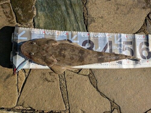 マゴチの釣果
