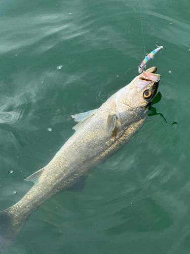 スズキの釣果