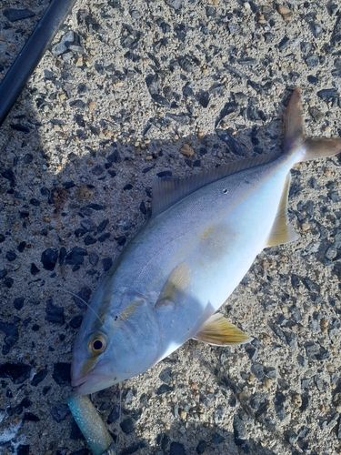ネリゴの釣果