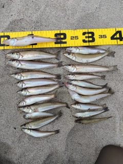 キスの釣果