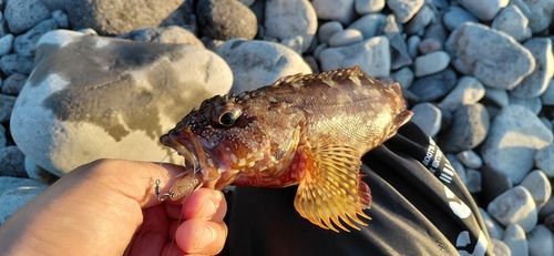 カサゴの釣果