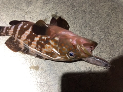 キジハタの釣果