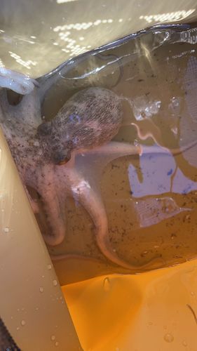 タコの釣果