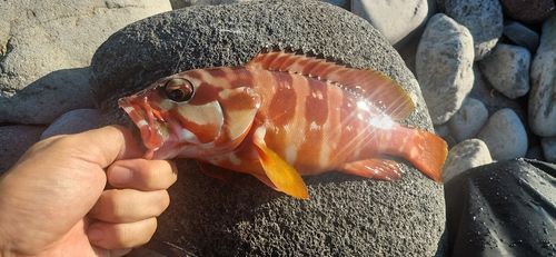 アカハタの釣果
