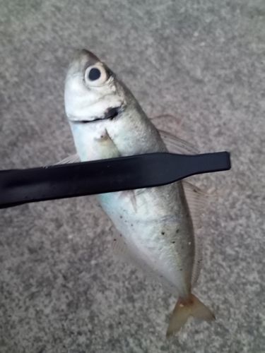 マアジの釣果