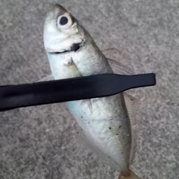 マアジ