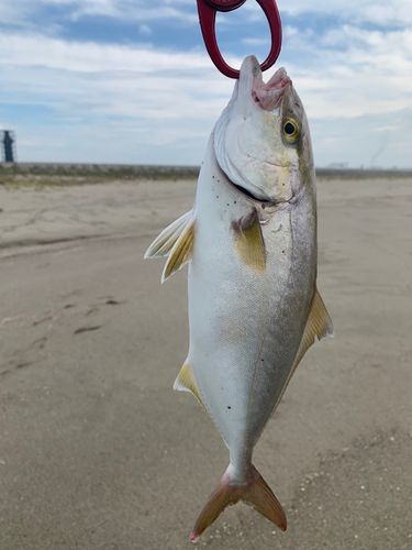 ショゴの釣果