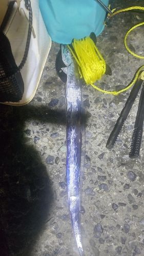 タチウオの釣果