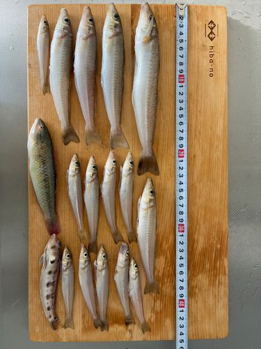 キスの釣果
