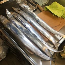 タチウオ