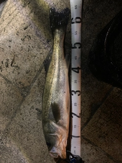 マルスズキの釣果