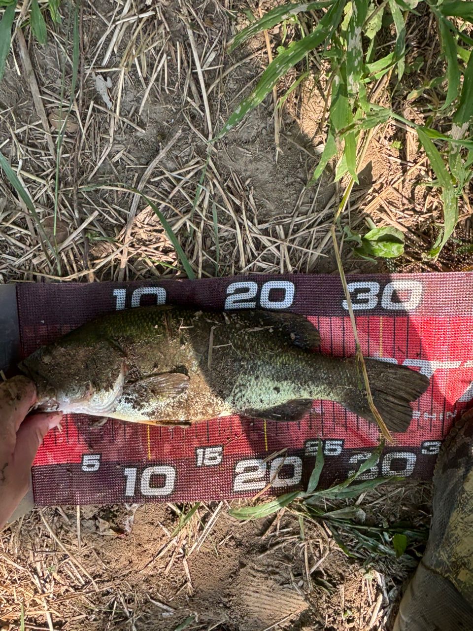 ラージマウスバス