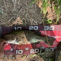 ラージマウスバス