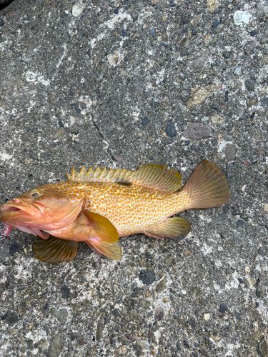 キジハタの釣果