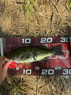 ラージマウスバスの釣果