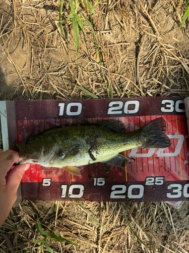 ラージマウスバスの釣果