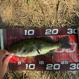 ラージマウスバス