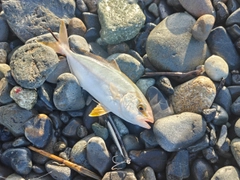 ショゴの釣果