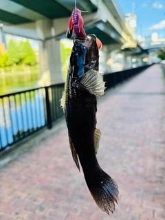 カワアナゴの釣果