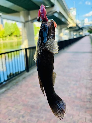 カワアナゴの釣果