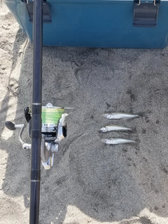 シロギスの釣果