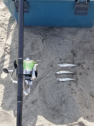 シロギスの釣果