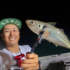 マアジの釣果